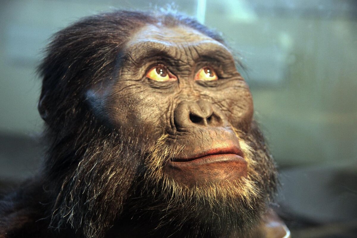 Австралопитек афаренсис. Австралопитек афарскский. Australopithecus Afarensis (австралопитек афарский). Австралопитек Эфиопский.