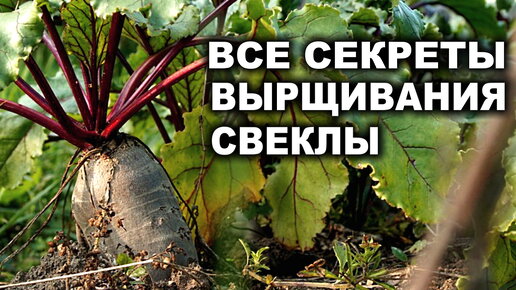 Все секреты выращивания свеклы