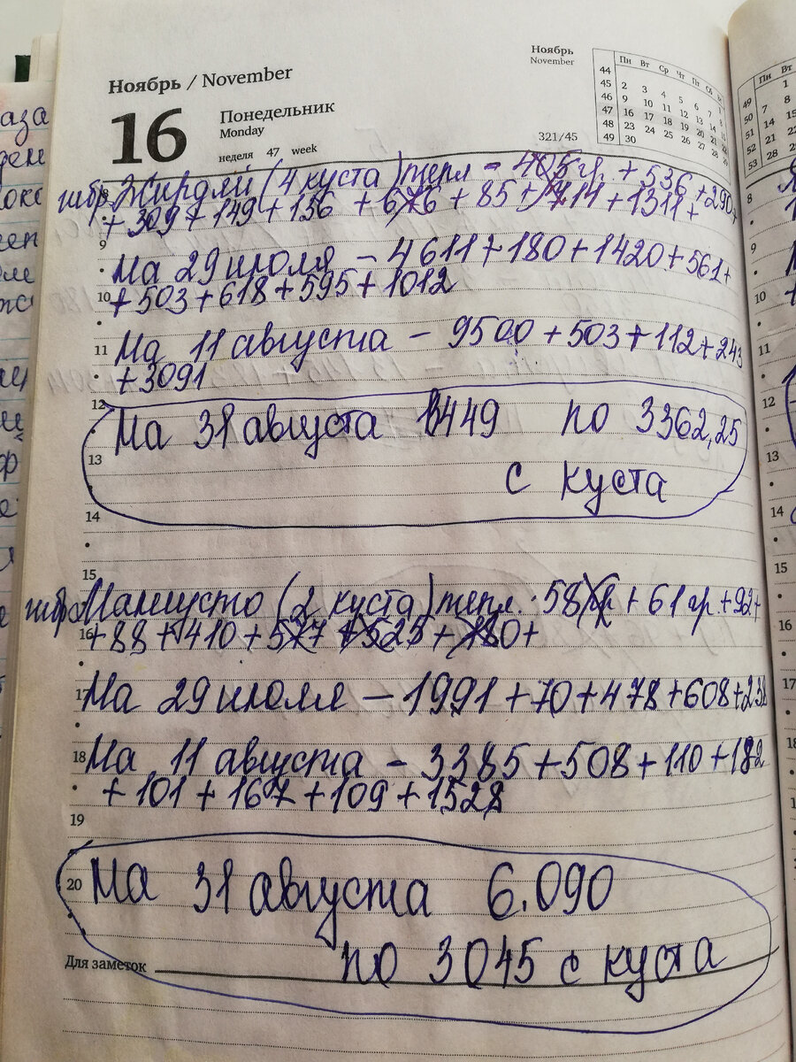 Информация по урожайности гибрида Жирдяй из садового дневника.