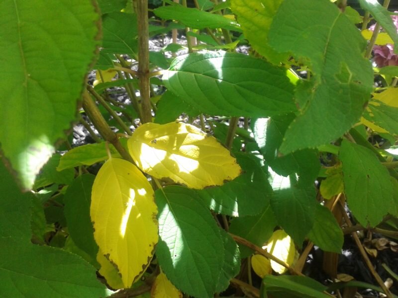 Бледные листья у гортензии — что приводит к этому и как действовать, чтобы избавиться