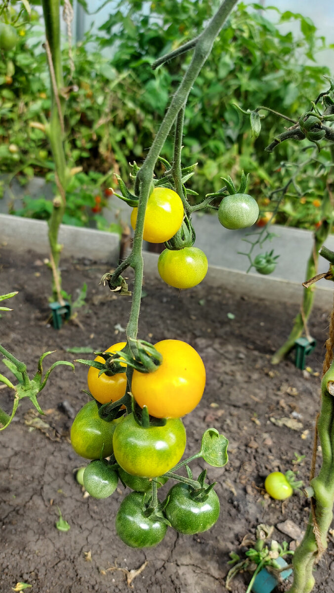 Томат Монисто янтарное в моей теплице.