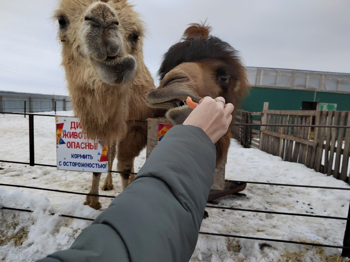 Верблюды любят морковку