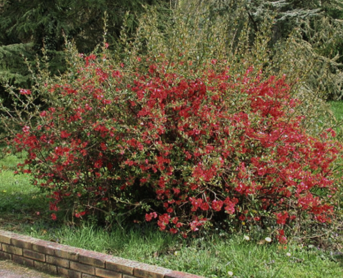 Айва во время цветения 