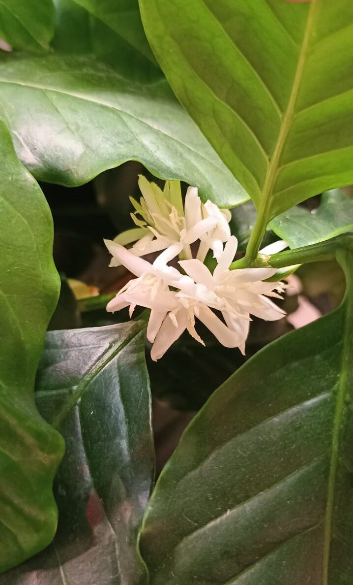 Цветение кофе