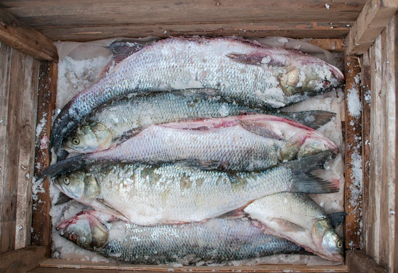 При диабете можно соленую рыбу. Рыбалка на крайнем севере. Рыба для соления Ладога. Печорский засол рыбы с душком. Какую рыбу солят селе.