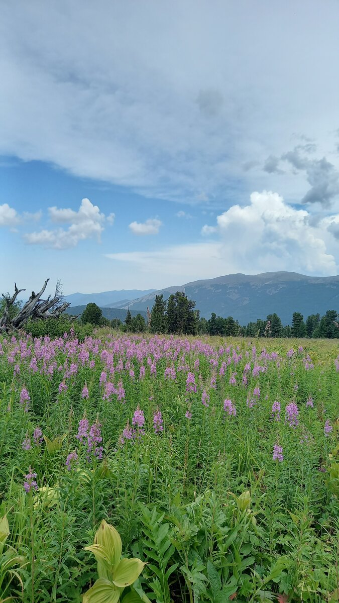 Иван-чай,  фото автора