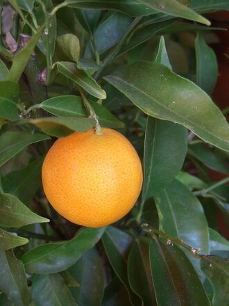 Апельсин на дереве