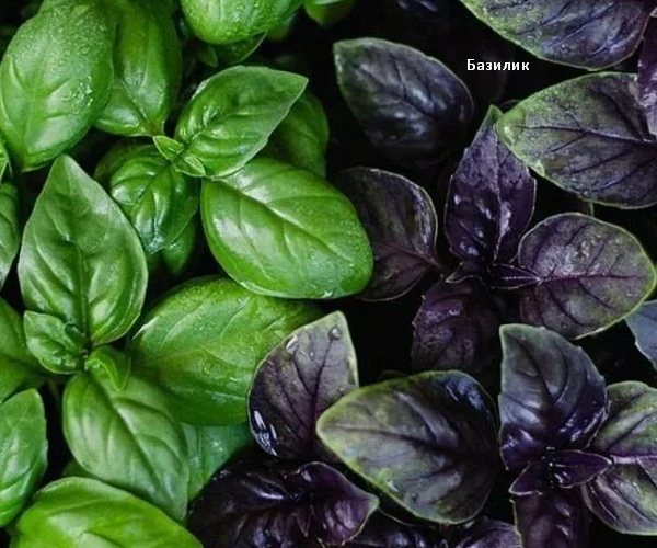 Базилик с зеленымии фиолетовыми листьями. Скрин фото автора