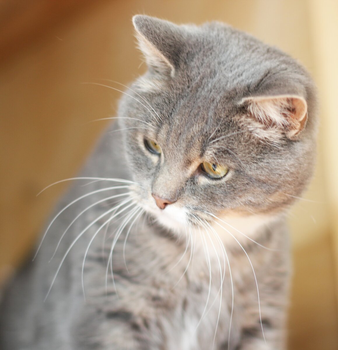 Фото изЯндекс.Картинки