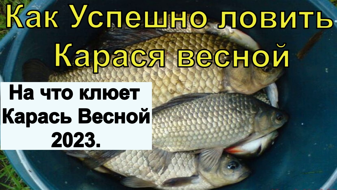 Ловля карася. Рыбалка в марте. Мама карася. Когда начинает клевать карась весной в озере