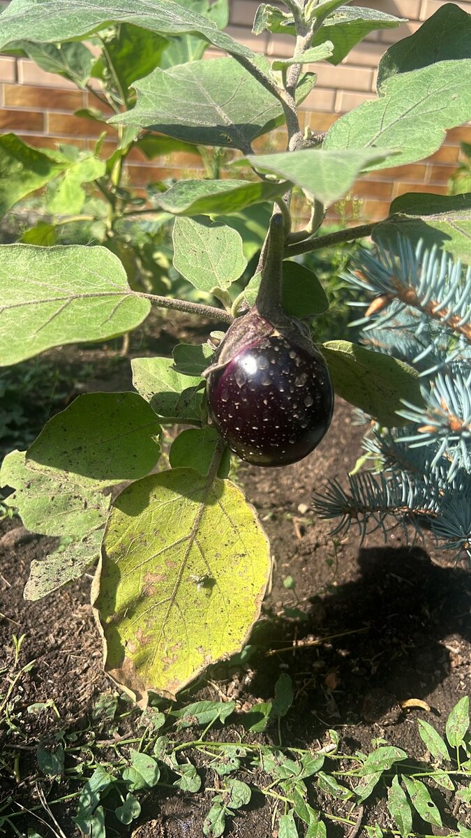 Круглые баклажаны. Сорт "F1 Буржуй".