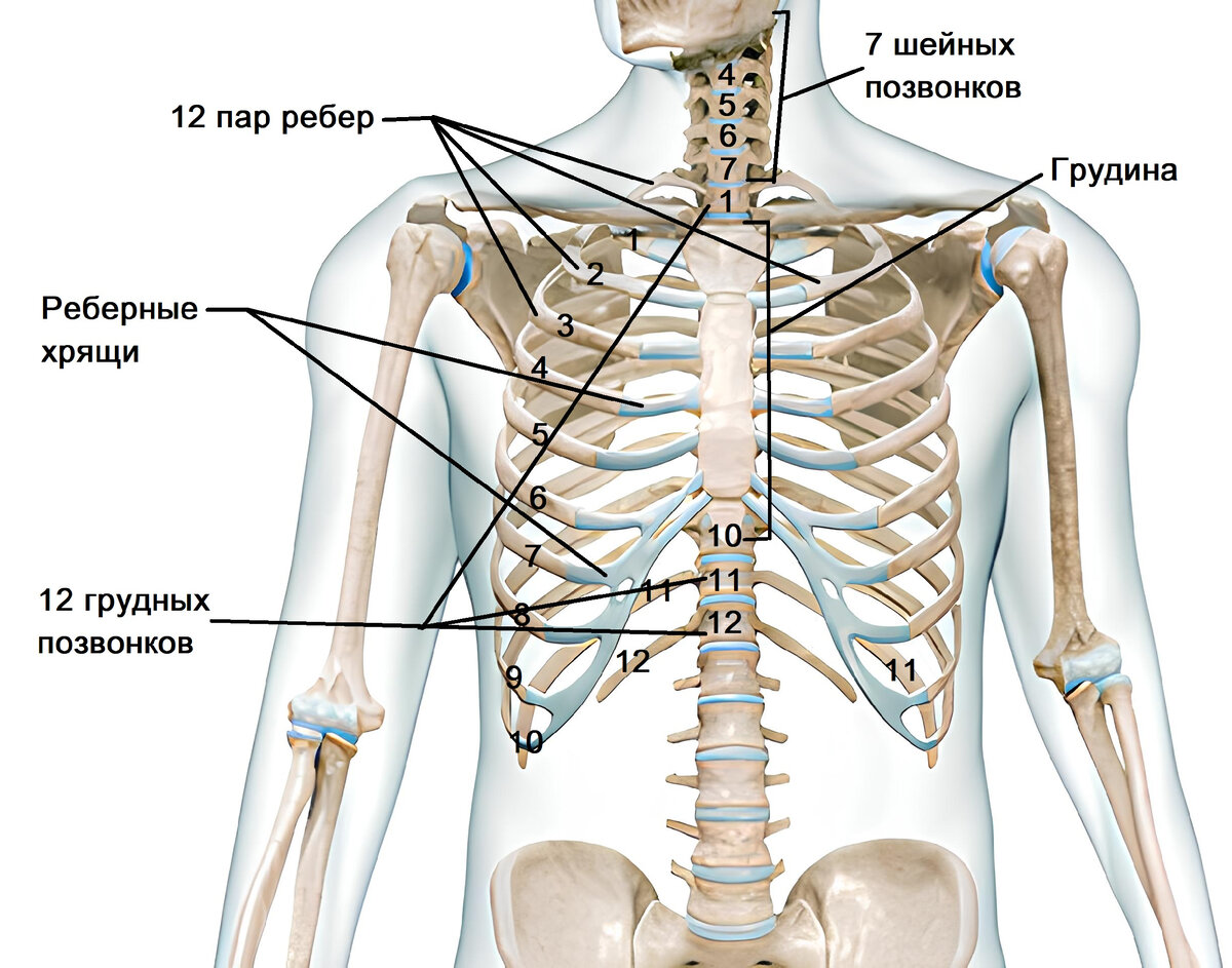 Ребра человека анатомия. Грудная клетка с ребрами и грудиной. 1. Скелет грудной клетки грудина. Грудная клетка анатомия и 2 ребра.