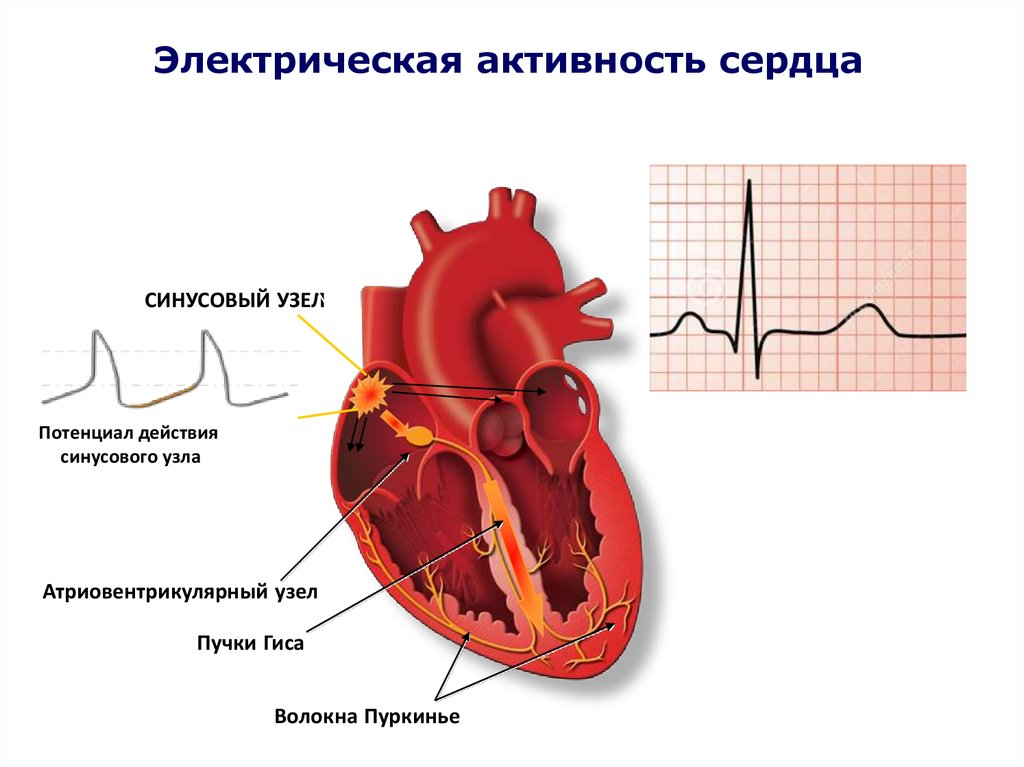 Сильно стучит сердце: норма или патология | Клиника «Гармония»