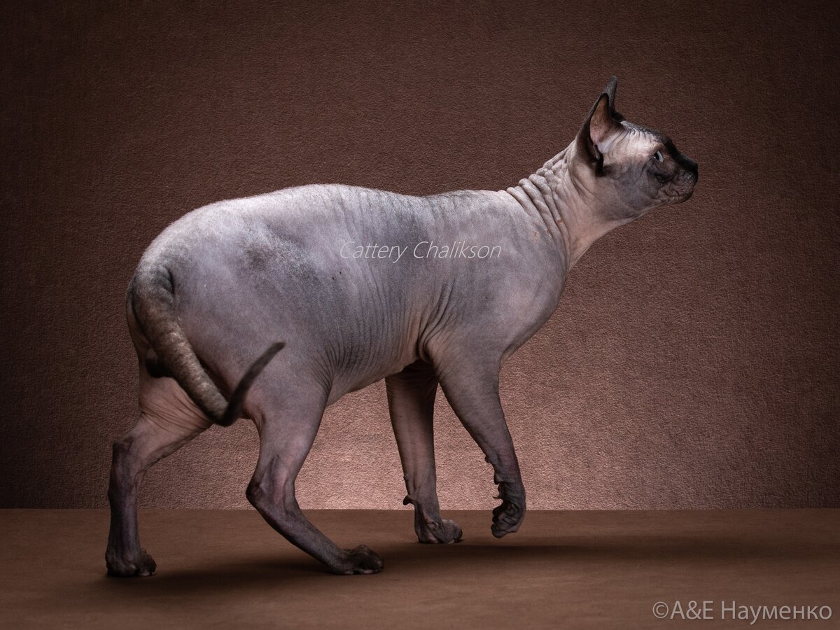 Шикарный сфинкс кот-производитель питомника сфинксов ЧАЛИКСОН по имени Caprizsphinx Lexus (дома просто Ося)