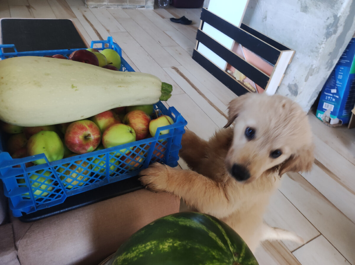 Точно Нельзя тырить яблоко?