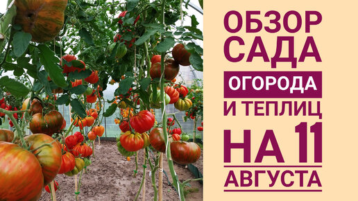 ОБЗОР САДА, ОГОРОДА И ТЕПЛИЦ 🌶️🍅🍆 НА 11 АВГУСТА. МАССОВОЕ СОЗРЕВАНИЯ ТОМАТОВ 🍅