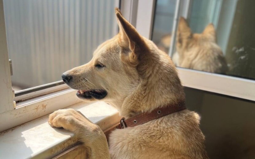    Фото: «Волшебные псы»