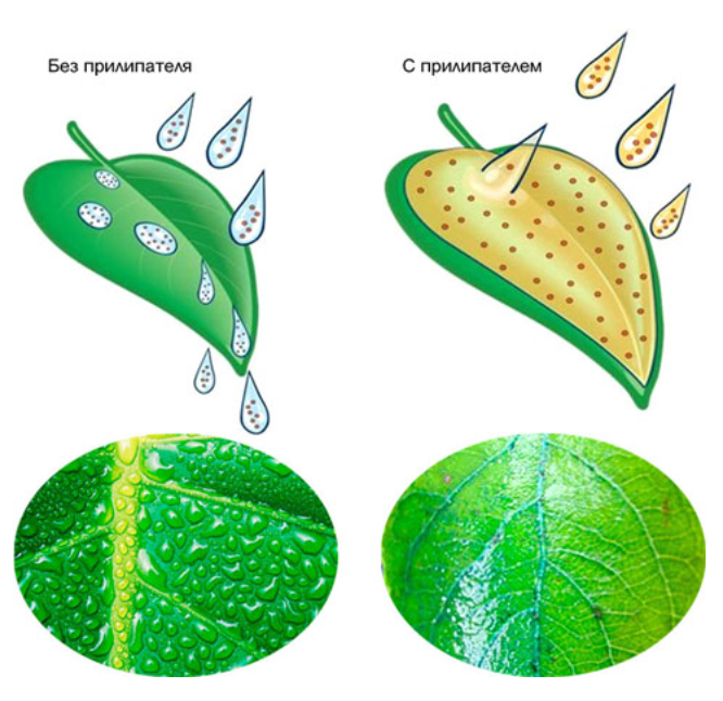 Влияние прилипателя на результат обработки растения агрохимикатами (источник фото: udobreniya.info)