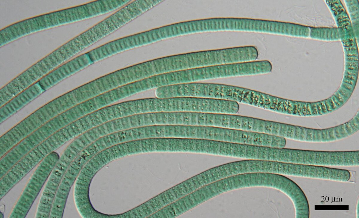 Цианобактерия осциллатория (Oscillatoria sp.) 