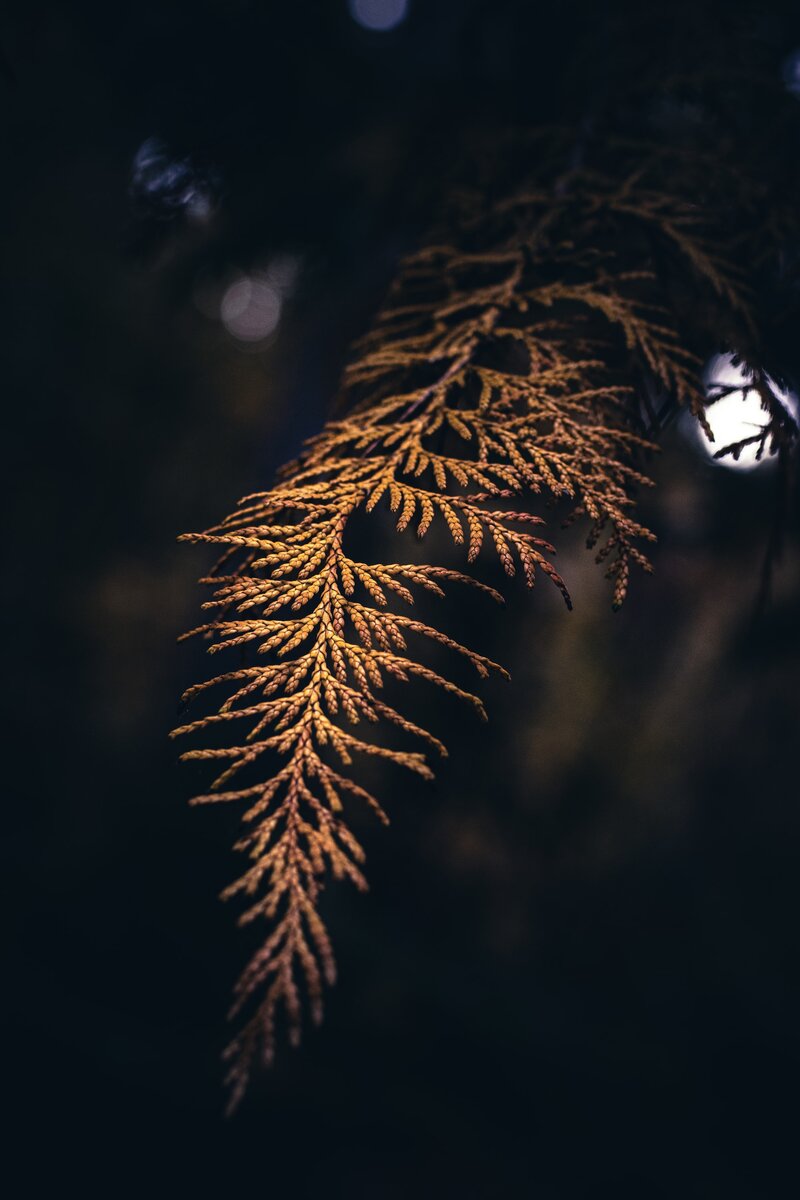 Photo by Patrycja Chociej / Unsplash 