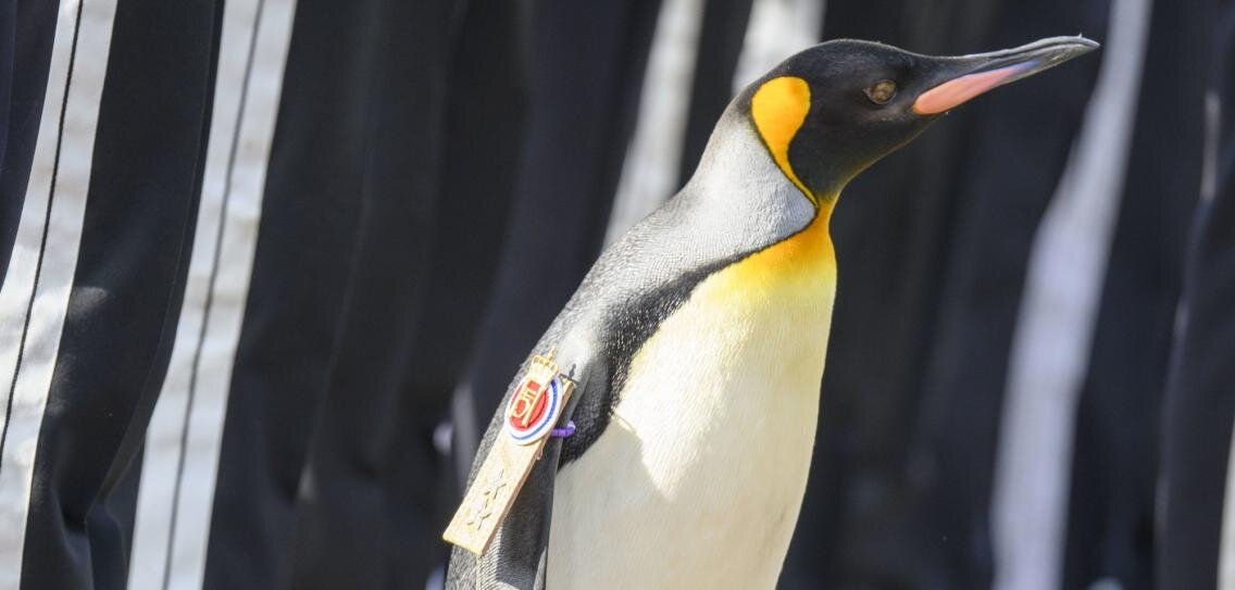 Пингвину присвоено звание генерал-майора в Шотландии