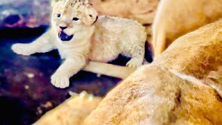 Через что прошла Челябинская львица Лола и как ростут ее малыши в Тайгане?