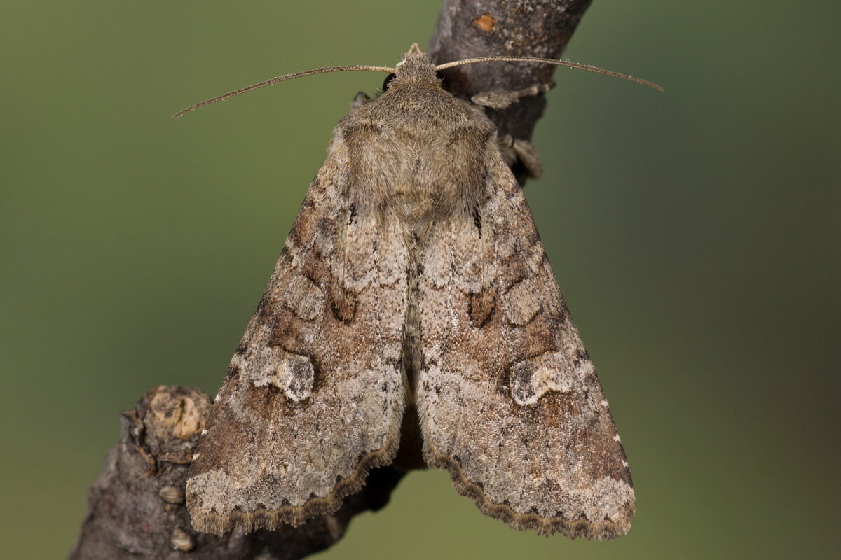 Бабочка совка lacanobia suasa. Совка зерновая обыкновенная. Бабочка глазчатая совка. Совка обыкновенная бабочка. Озимая совка (agrotis segetum),.