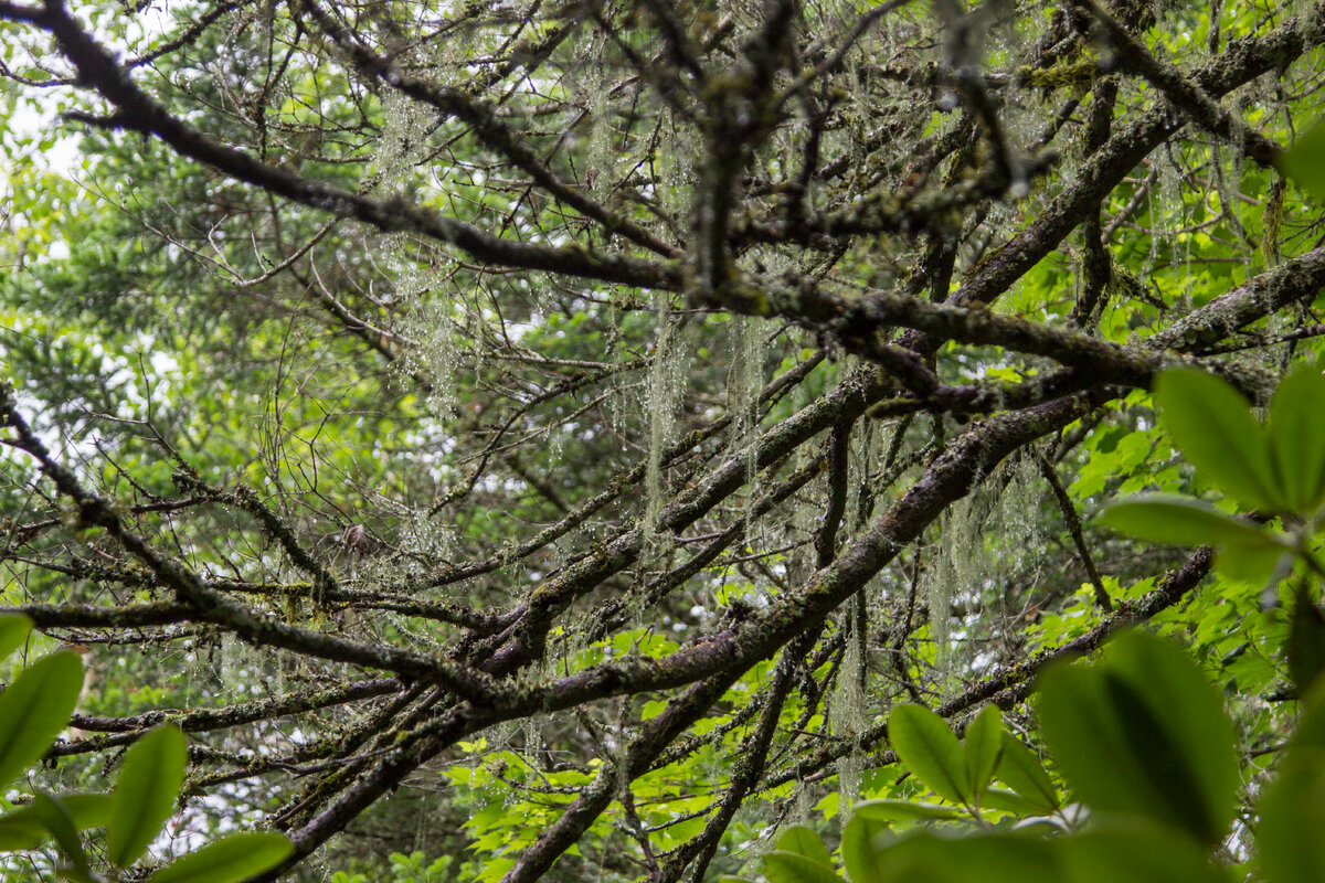 Лишайник уснея. В народе именуется бородачом или лесной бородой