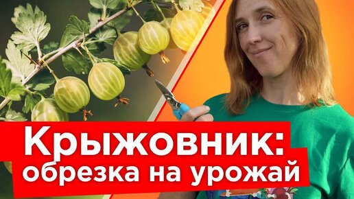 Крыжовник будет крупным и сладким после правильной обрезки осенью! Уход за крыжовником в сентябре