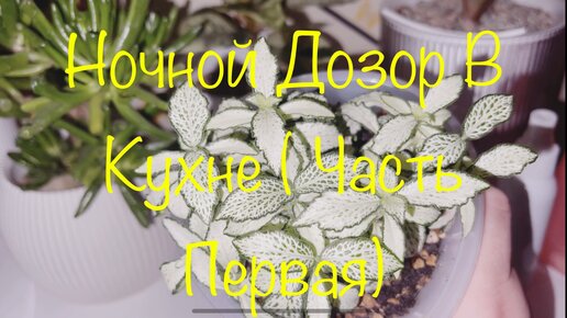 Ночной Дозор на Кухне ( Часть Первая)