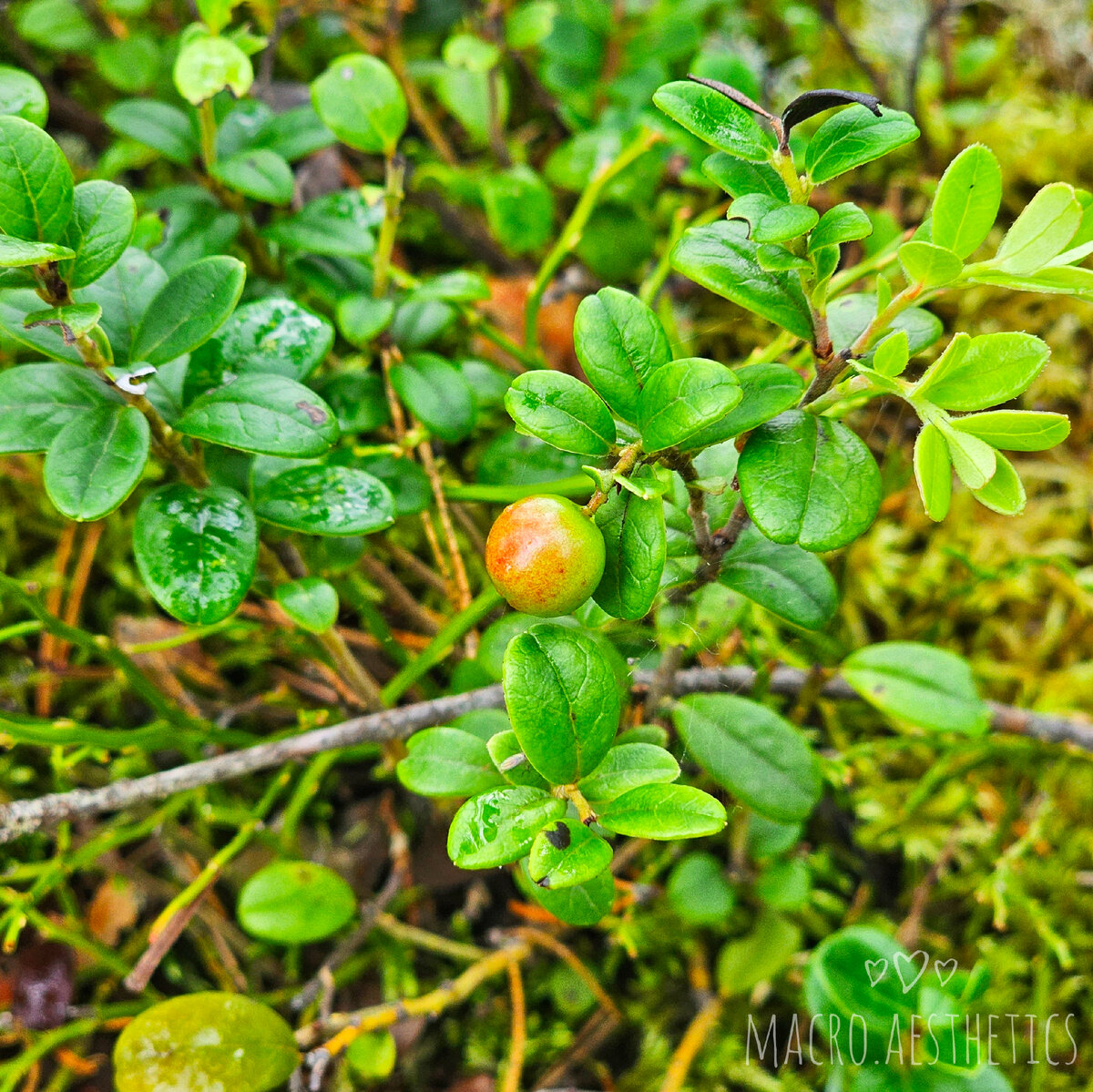 Фото автора. Наливающаяся брусничка
