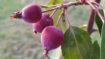 Фото:glavagronom.ru