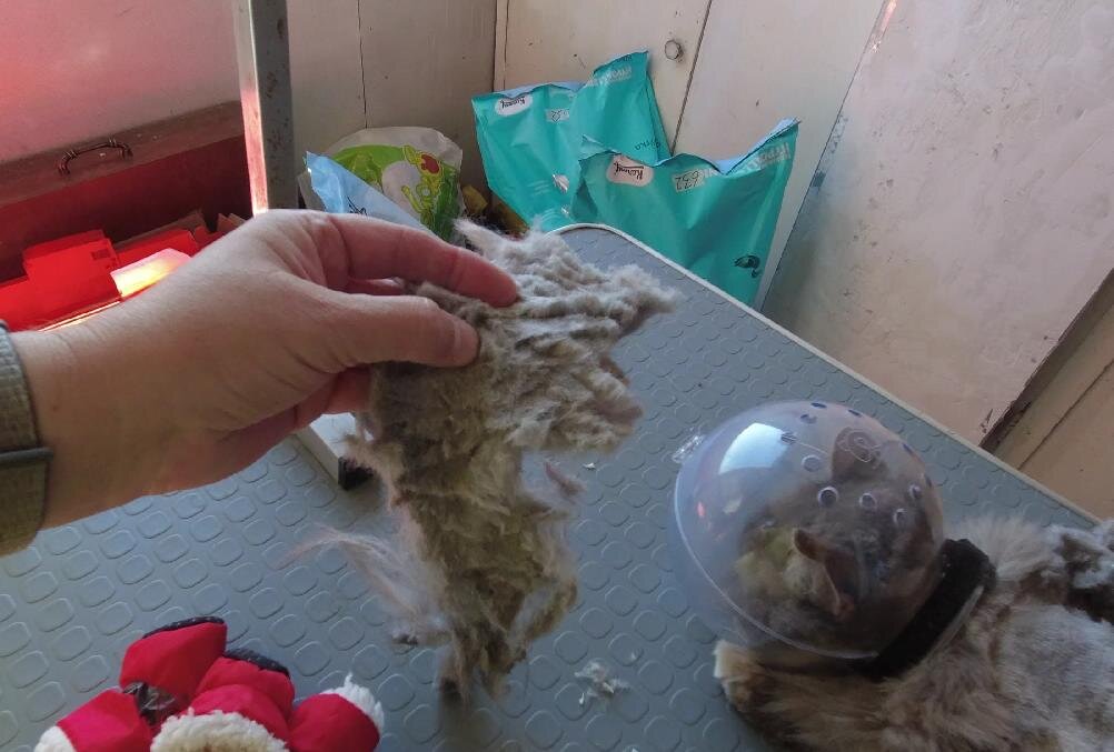 Фрагмент шерстяного панциря — валенок-валенком.