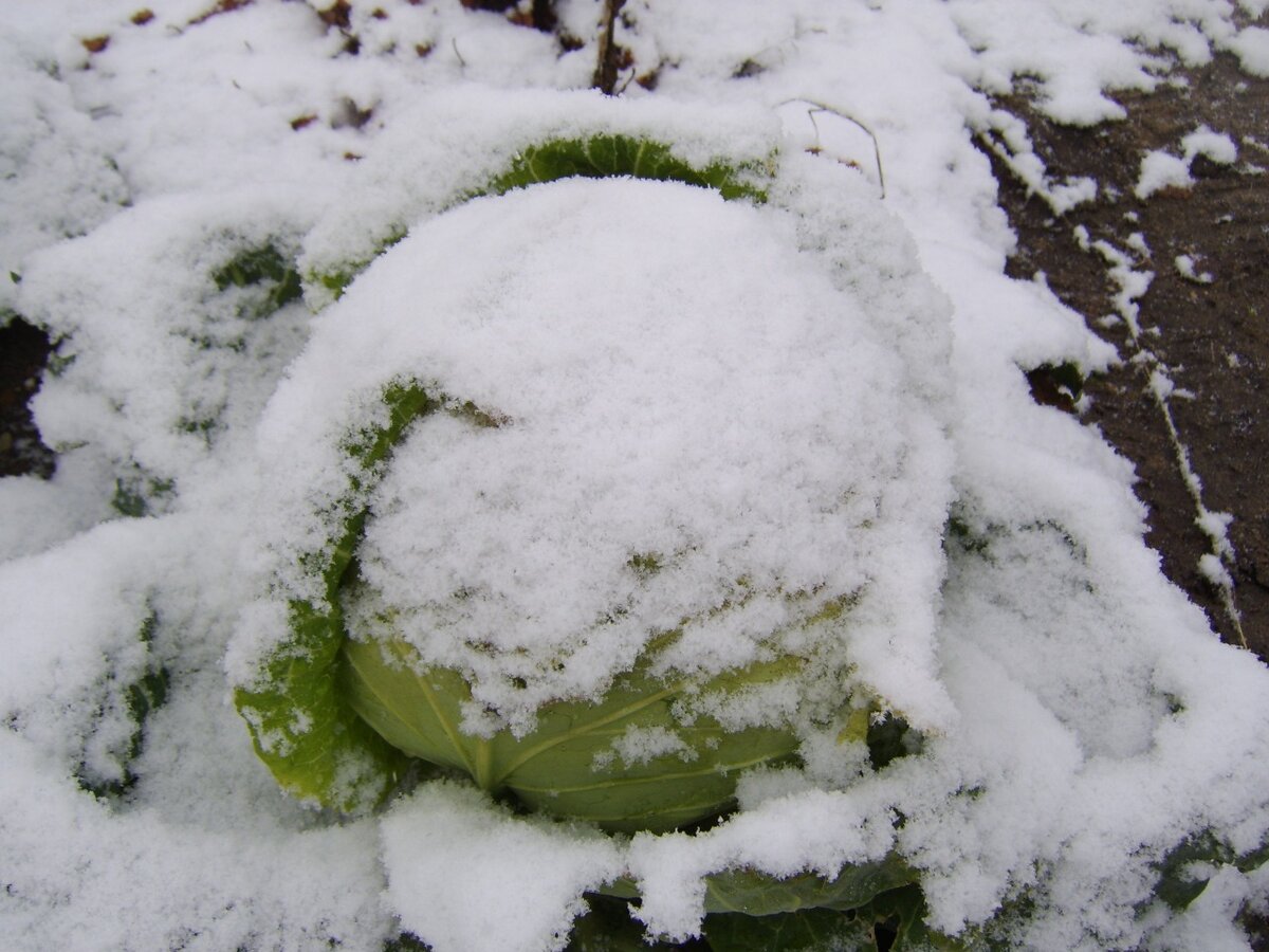 Рассада позднеспелых сортов капусты быстрее доходит до состояния высадки в грунт