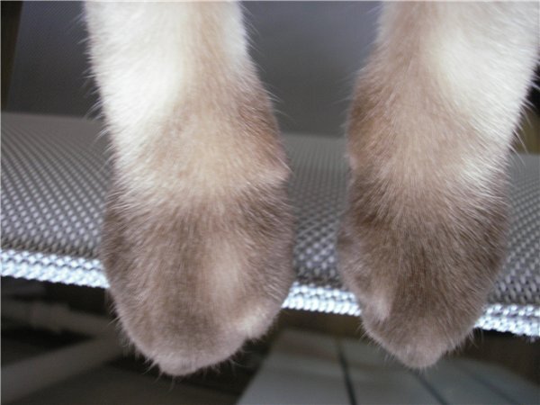 вывихнутая лапа у кота. вывих лапы у кошки. рентген плечевого сустава у собаки. рентген лапы кошки норма. вывих лапы у кошки.