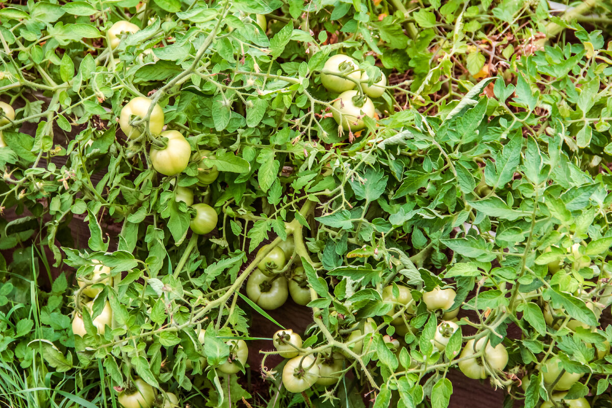 Безрассадный способ выращивания томатов имеет свои плюсы и минусы...