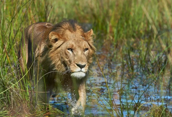 Лев - Настоящий охотник.