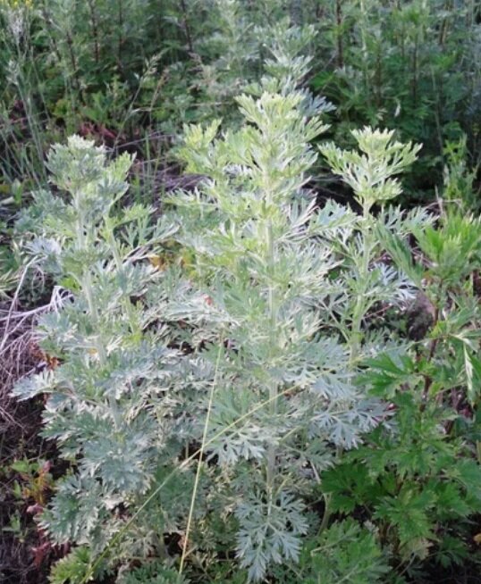 Полынь горькая