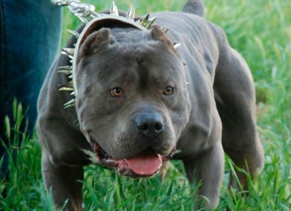 Как выглядят опасные собаки Pin by Anthony G on Wallpapers Pitbull terrier, Bully breeds dogs, Bull terrier