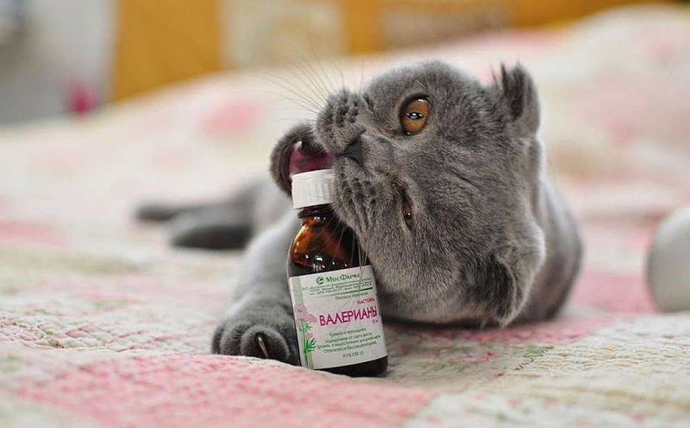 Котик и валерьянка. Смешные коты с валерьянкой. Валерьянка для кошек. Успокаивающие котики. Кот и валерьянка.