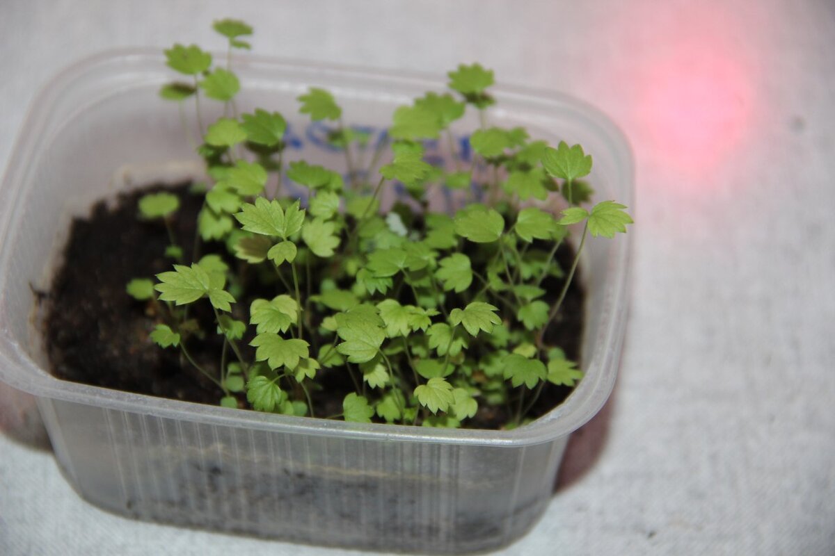 рассада земляники из семян. ростки клубники из семян. рассада земляники ремонтантной. рассада клубники ремонтантной семена. земляника ремонтантная всходы.