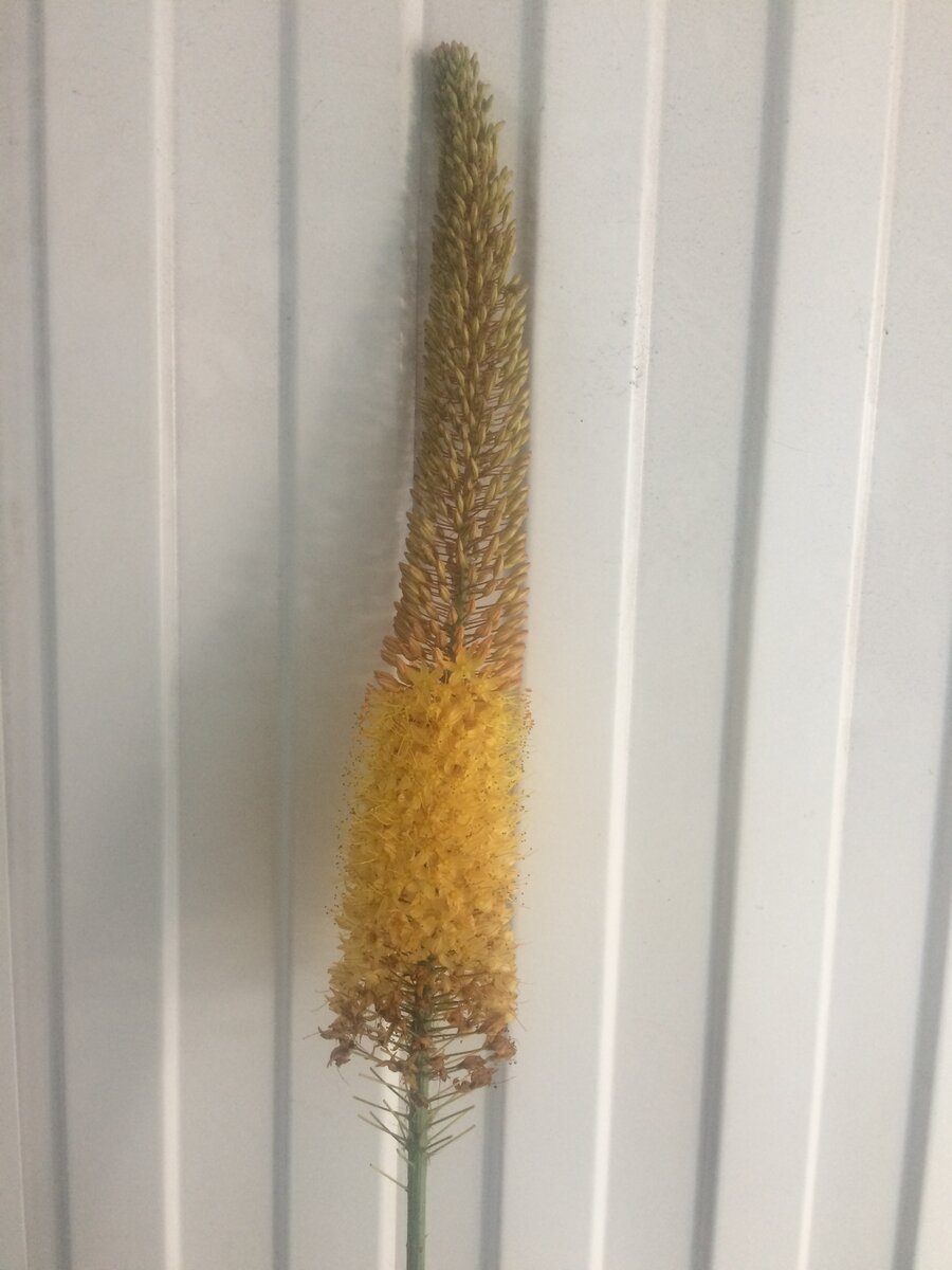 Только начинает цвести, это ,что я купила