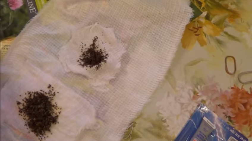 Заготовки семян.