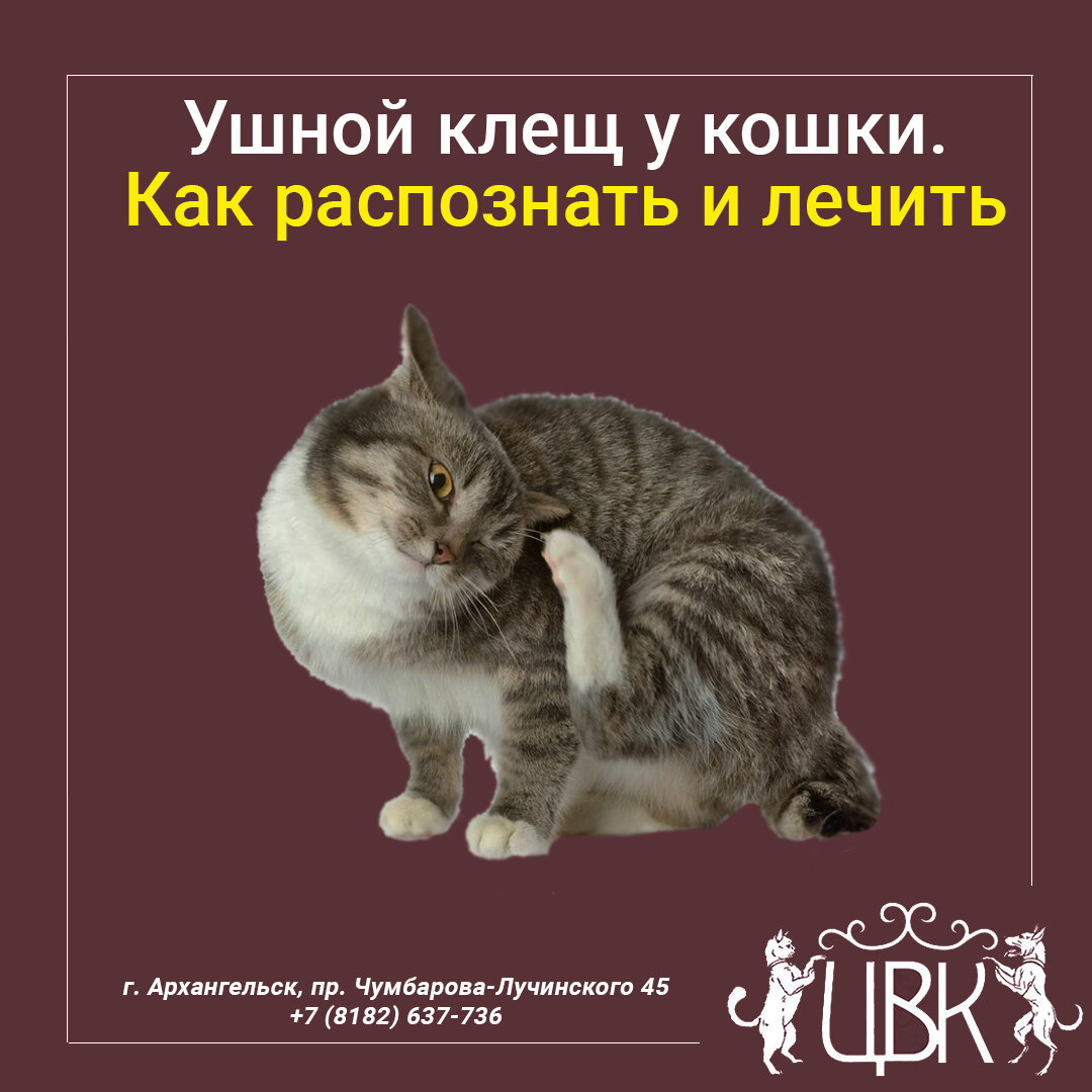 Ушной клещ у кошки — по каким признакам распознать и как лечить