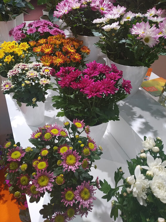 Хризантемы