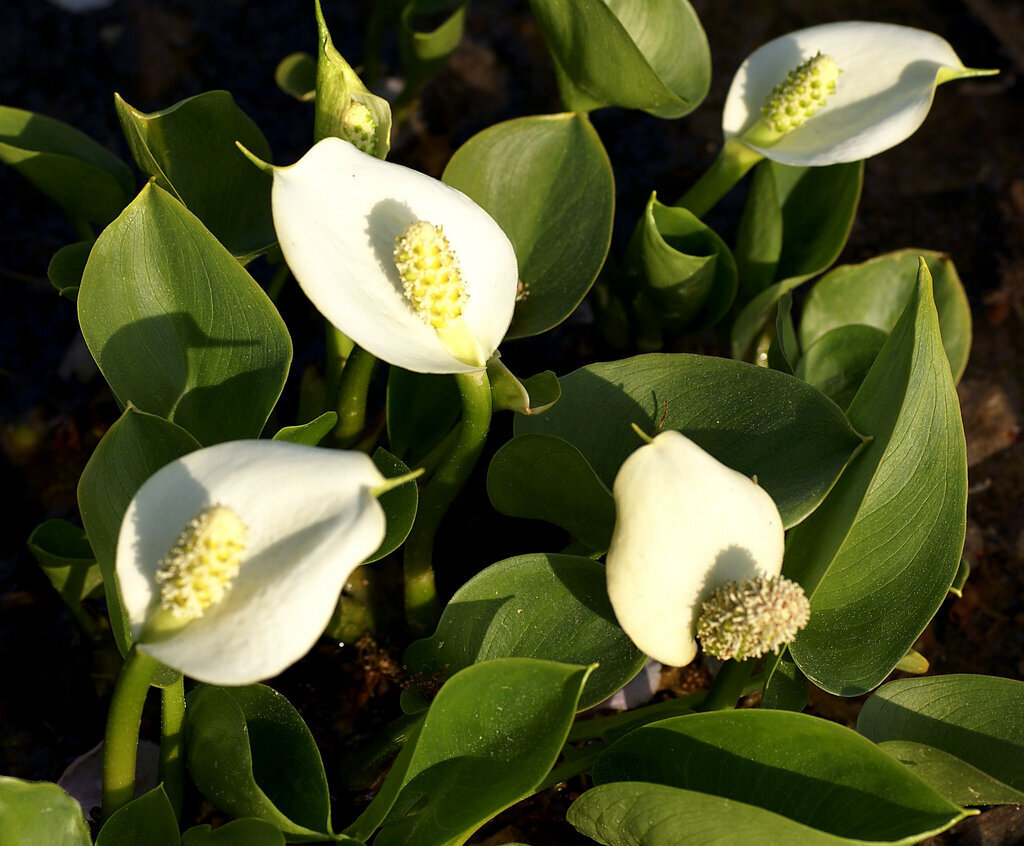 Белокрыльник болотный Calla palustris