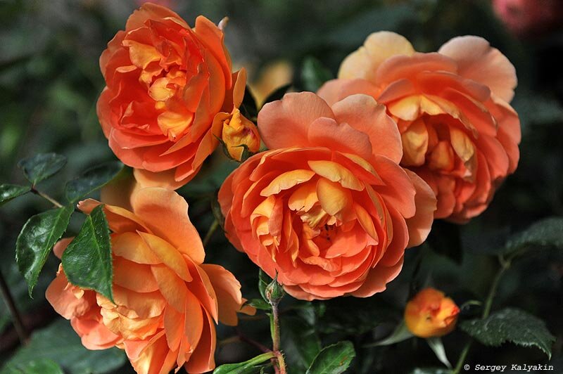 Роза ‘Pat Austin’ 