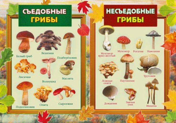Чем полезны грибы? Разница между покупными и лесными грибами, как собирать