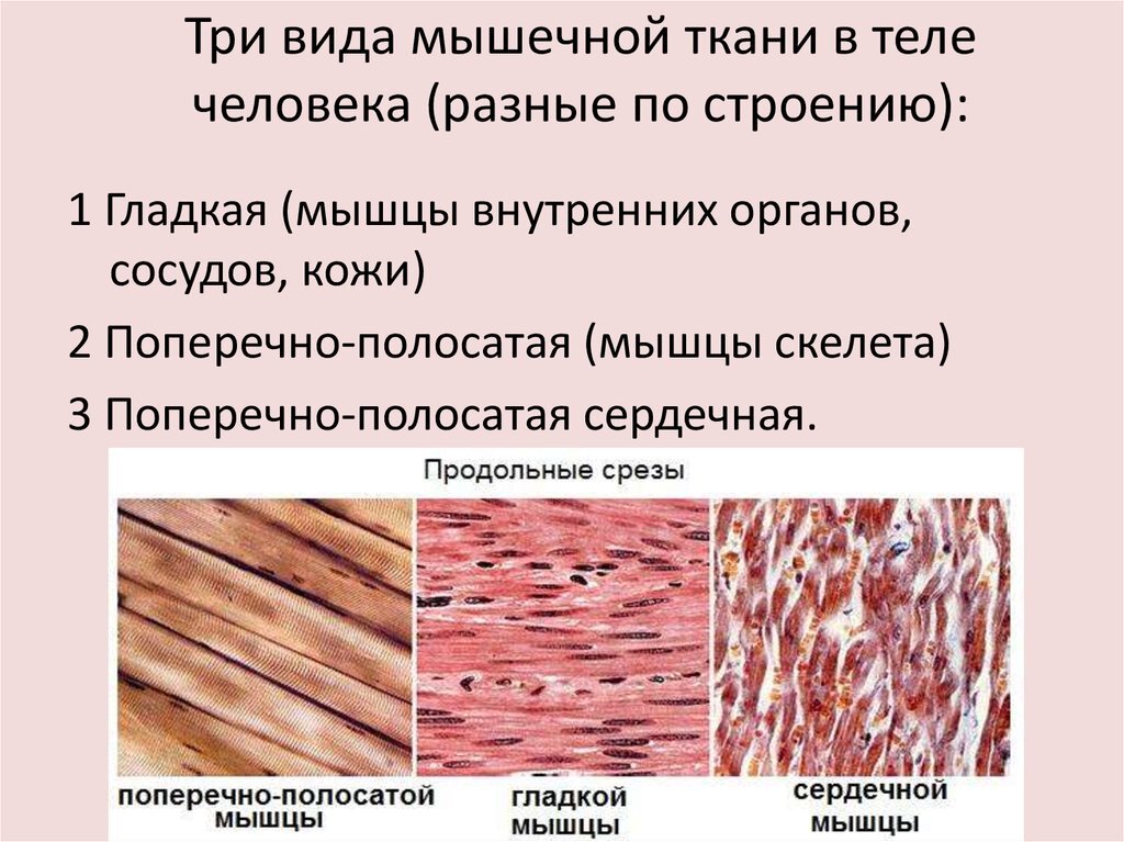 Типы тканей