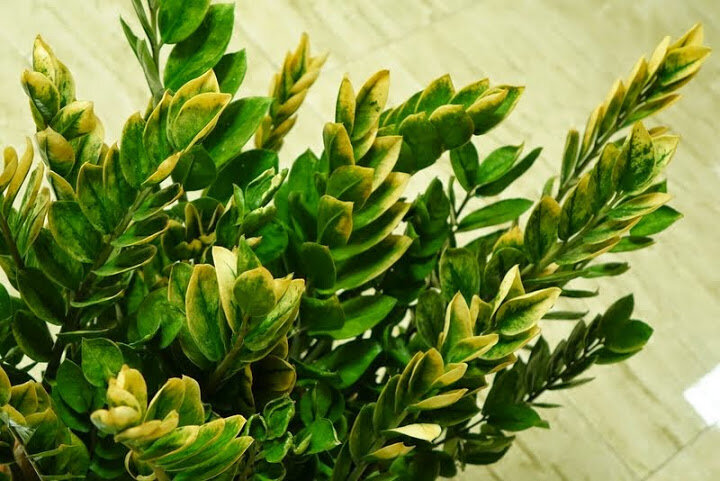 Zamioculcas Lucky Classic